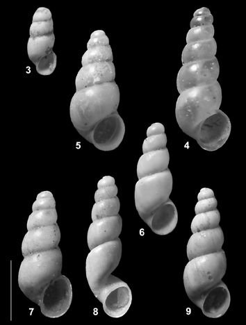 Iglica forumjuliana (Pollonera, 1887)